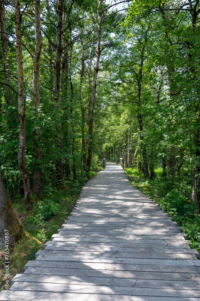 Moor landscape with wooden path