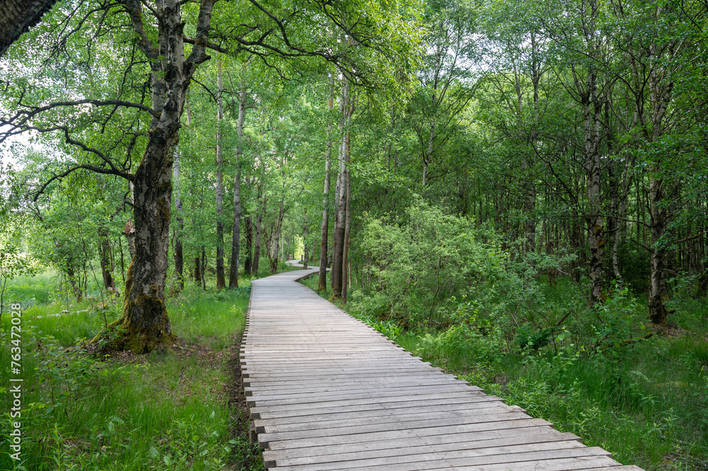 Black moor with a new wooden path Black moor with a new wooden path