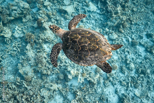 Hawksbill sea turtle swimming in blue lagoon © zimagine