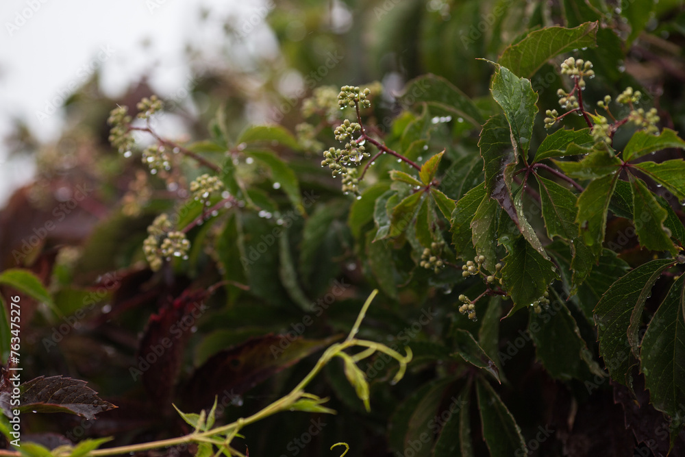 green berries and leaves during rain green berries and leaves during rain