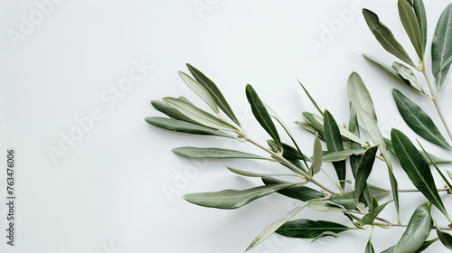 A vibrant green olive branch isolated on a pristine white background, showcasing the freshness of Mediterranean produce photo