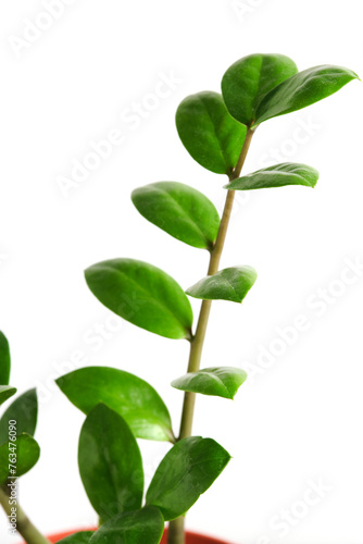 Green foliage of a houseplant on a white background.