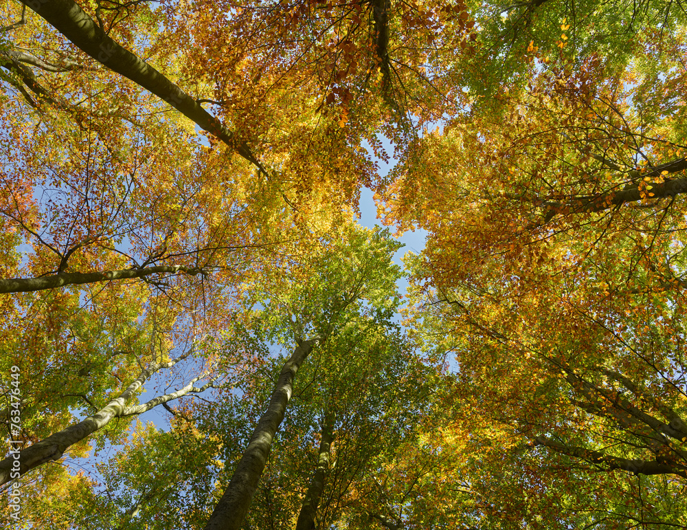 Buchenwald im Herbst, Niederösterreich, Österreich Buchenwald im Herbst, Niederösterreich, Österreich