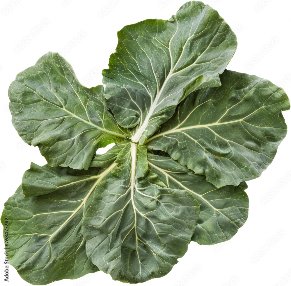 Single collard greens leaf with rich green veins, cut out transparent