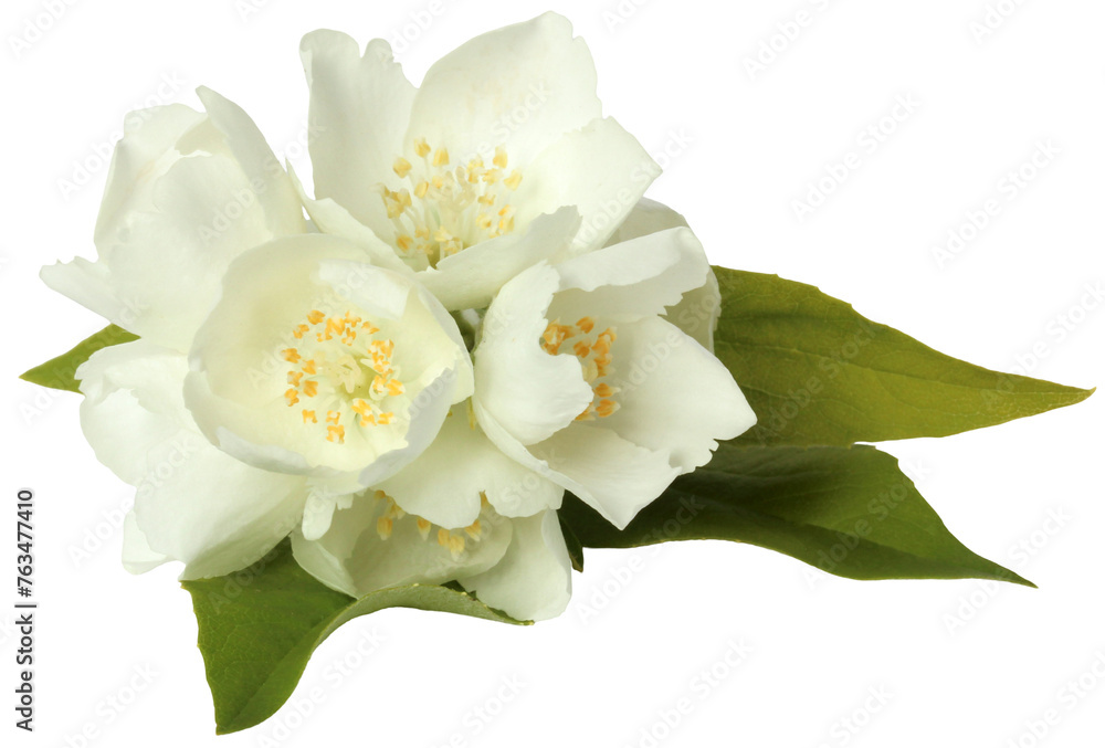 isolated jasmine. A carved arrangement of white flowers and leaves. jasmine inflorescence.