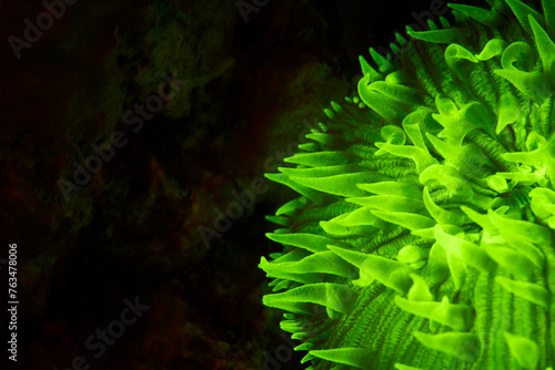 Fototapeta Naklejka Na Ścianę i Meble -  Sea coral fuorescent phenomenon with fluorescent light