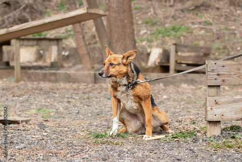 Photography Peeing dog