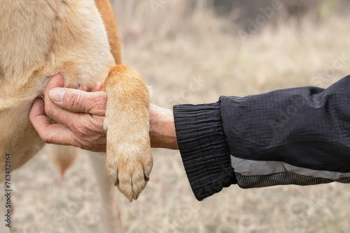 Man and dog.Concept human animal friendship. Dog get caress from owner. Owner loves pet.