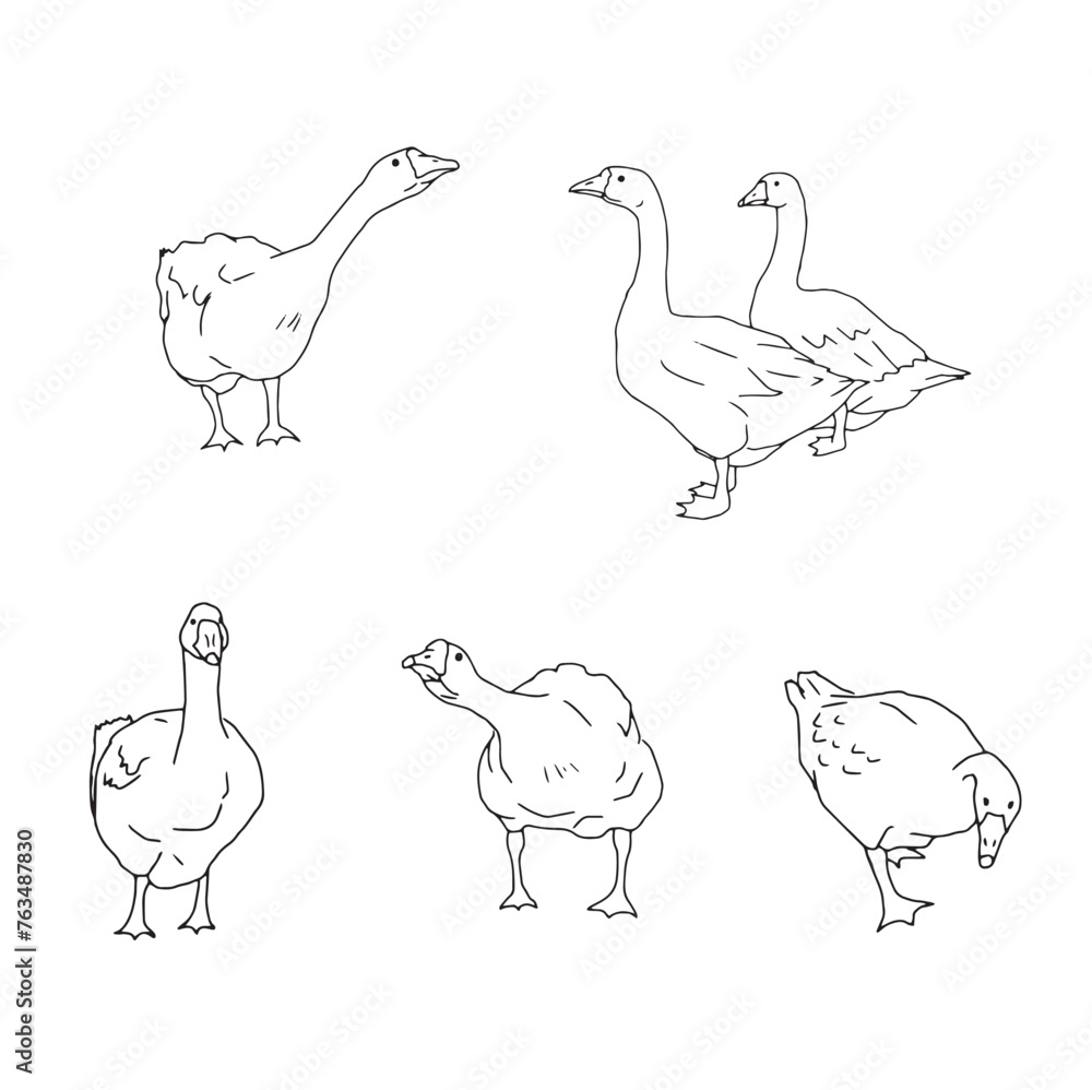 Fototapeta premium Set of geese. Vector icon illustration of cute farm goose domestic ducks