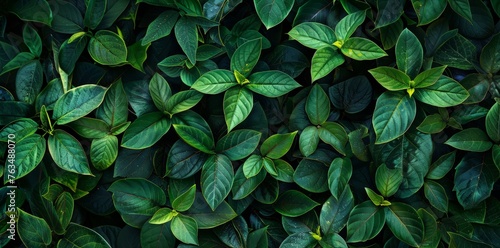 Detailed view of a green plant with lush leaves  showcasing intricate patterns and textures up close
