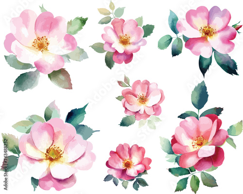 Watercolor Wild Rose Vector Illustration