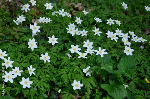 weiße Blüten im Frühjahr im Wald