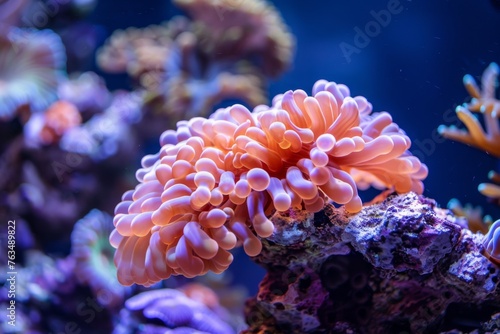 Vibrant Orange Anemone on Coral Reef Seabed.