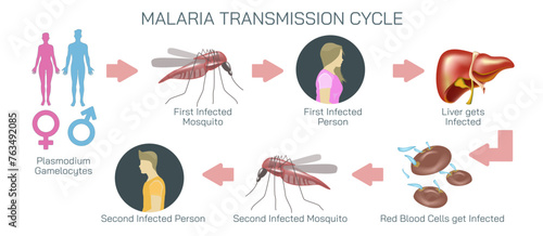 Malaria parasite life cycle and transmission vector illustration.
Life cycle of the malaria parasite
Many factors make malaria vaccine development challenging. Malaria causes, symptoms and treatments.
