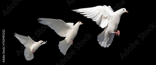 white doves, birds of peace in flight isolated on a black background