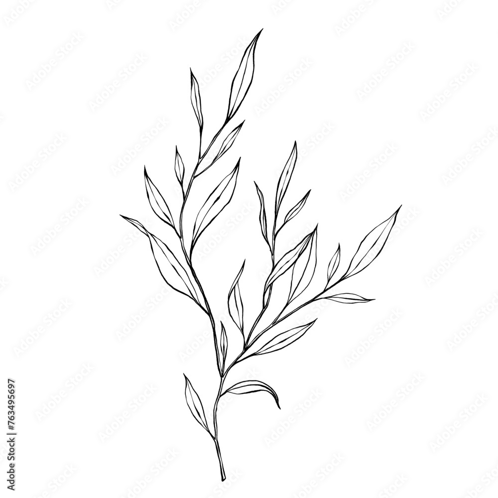 vector contour branch and leaves. Elegant illustration for tattoo, wedding decoration. hand drawing monochrome botanical illustration for backgrounds. Template for wedding cards and polygraph, logo. vector contour branch and leaves. Elegant illustration for tattoo, wedding decoration. hand drawing monochrome botanical illustration for backgrounds. Template for wedding cards and polygraph, logo.