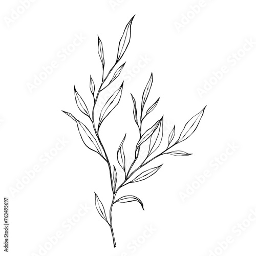 vector contour branch and leaves. Elegant illustration for tattoo, wedding decoration. hand drawing monochrome botanical illustration for backgrounds. Template for wedding cards and polygraph, logo.
