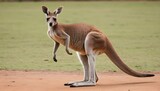 A Kangaroo With Its Tail Flicking Back And Forth Upscaled 3