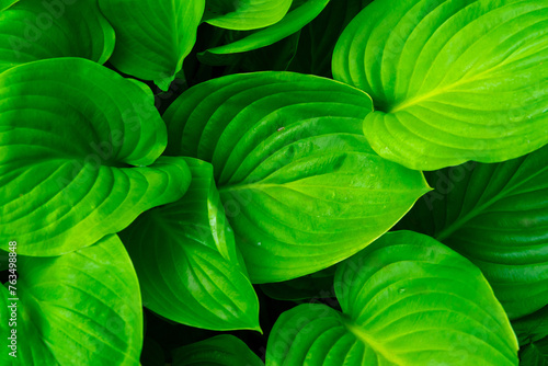 Perennial hosta plant. Background of large and green hosta leaves