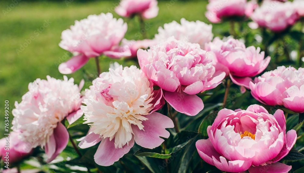 fluffy pink peonies flowers background