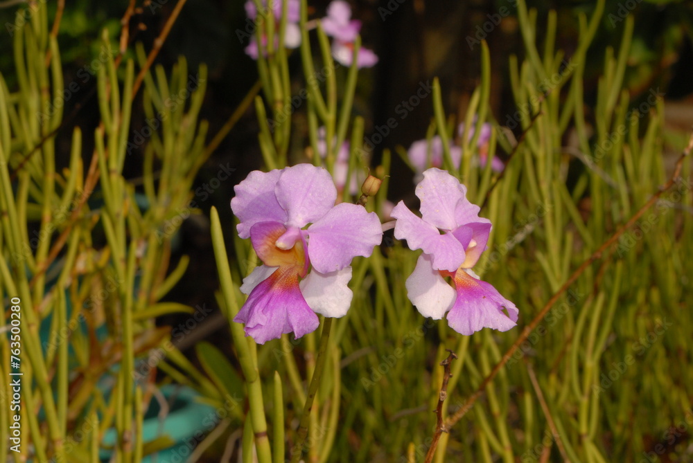 Orchids Orchids