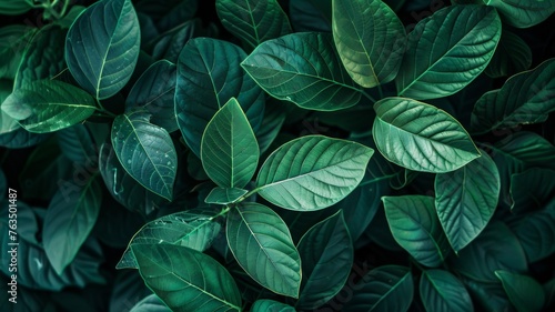 Group background of dark green tropical leaves