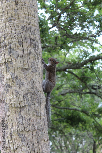 Squirrel by itself on the tree 