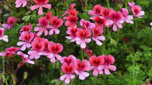 Pelargonium quercifolium is species of geranium photo