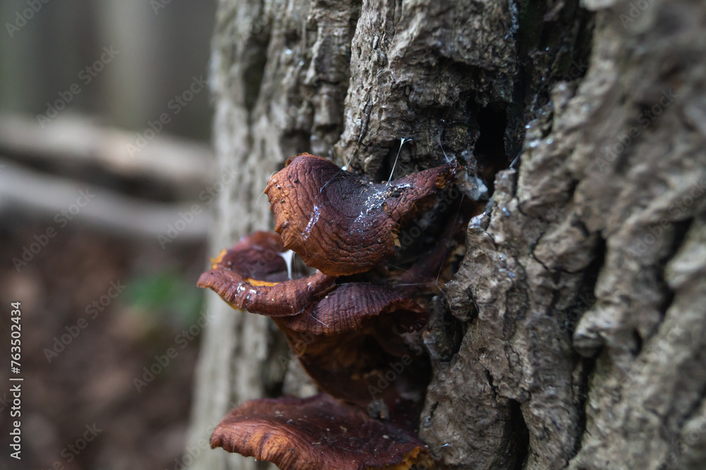 A mushroom on the bark of a tree. Boletus mushroom on the bark of a tree close-up