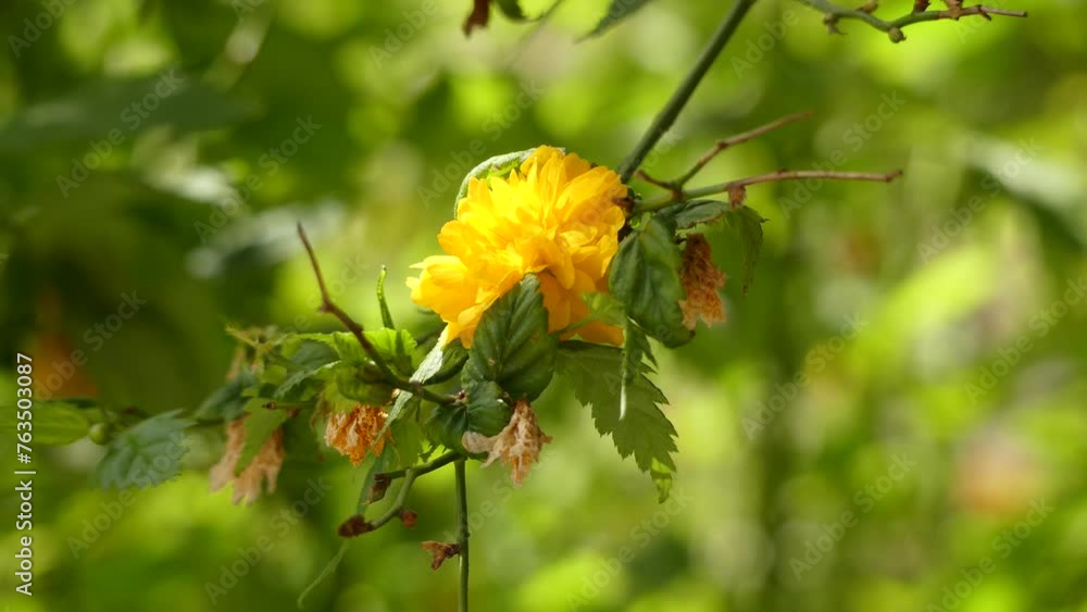 Kerria japonica in rose family Rosaceae Kerria japonica in rose family Rosaceae