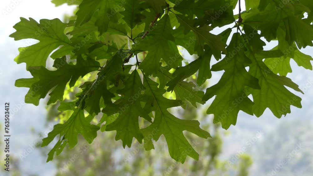 Quercus macrocarpa ( bur oak) Quercus macrocarpa ( bur oak)