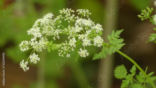 Conium maculatum (poison hemlock)
