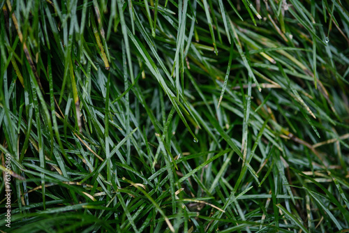 beautiful thick green grass after the rain, wallpapers