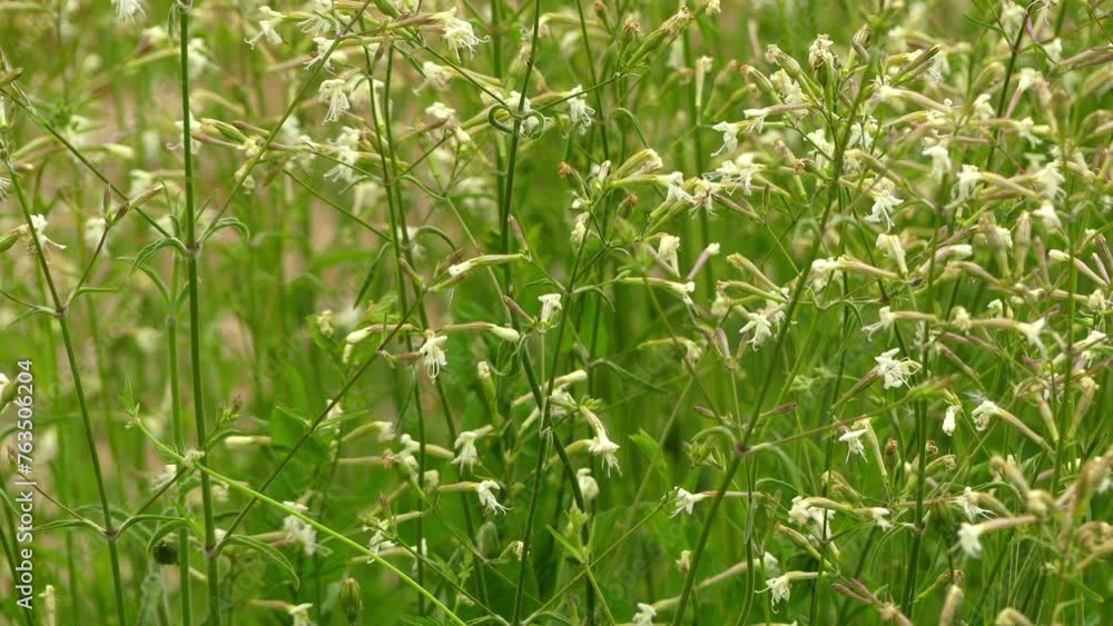 Silene nutans is a flowering plant in the genus Silene, most commonly known as Nottingham catchfly. Silene nutans is a diploid, mainly outcrossing, herbaceous, perennial plant. Silene nutans is a flowering plant in the genus Silene, most commonly known as Nottingham catchfly. Silene nutans is a diploid, mainly outcrossing, herbaceous, perennial plant.