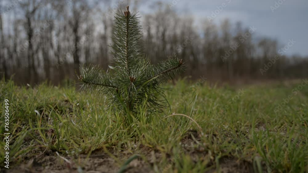small pine tree growing in the forest beauty panning 4k small pine tree growing in the forest beauty panning 4k