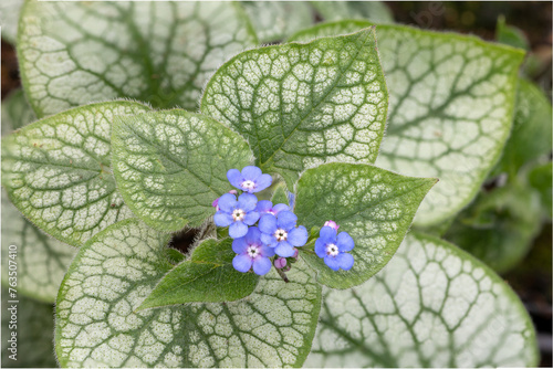 Siberian bugloss jack frost (brunnera macrophylla 'jack frost')