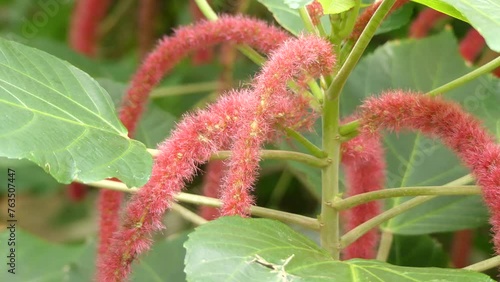 Acalypha hispida, Chenille plant photo