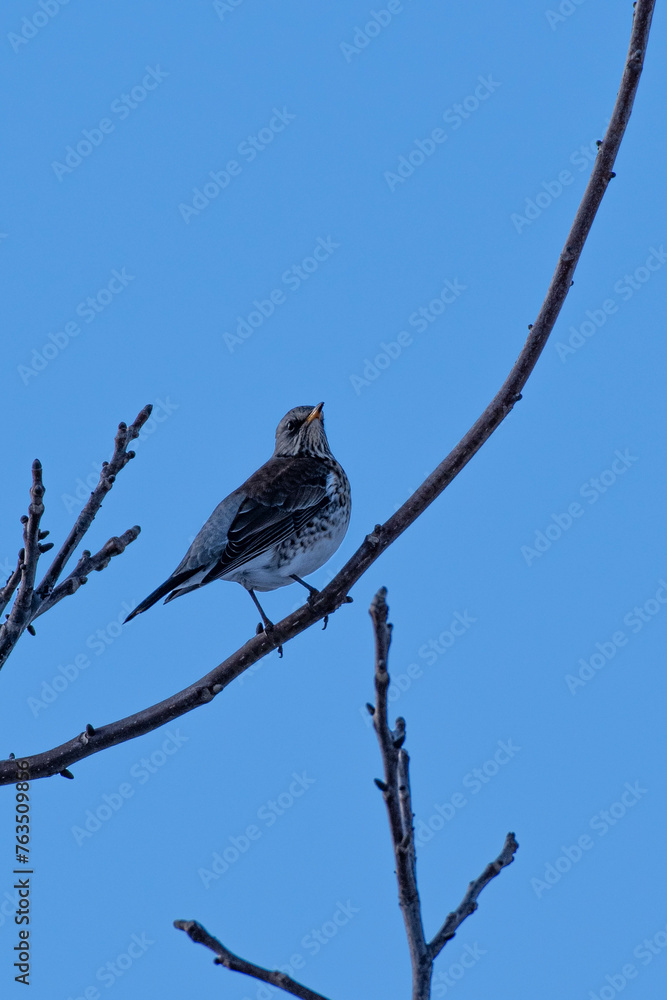 bird, nature, animal, wildlife, wild, snow, robin, sparrow, winter, feathers, brown, beak, water, fauna, birds bird, nature, animal, wildlife, wild, snow, robin, sparrow, winter, feathers, brown, beak, water, fauna, birds