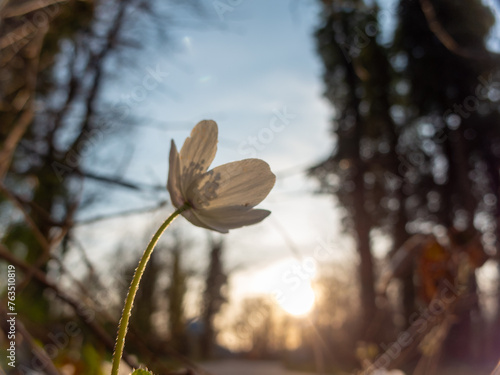 Wood Anemone Anemonoides nemorosa closeup look at the evening sun in the forest