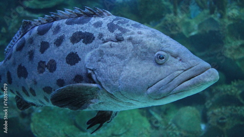 Big Grouper in the deep water