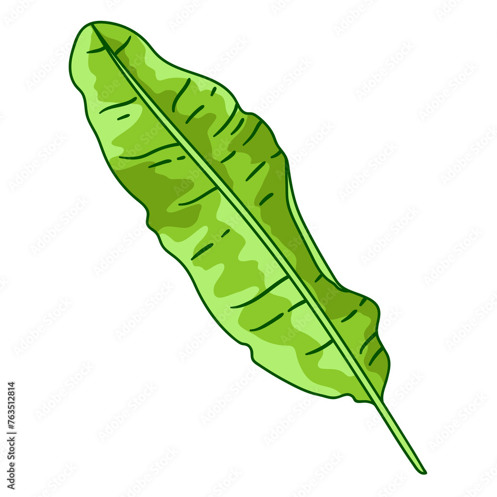 Illustration of banana palm leaf. Decorative image of tropical foliage and plant. Illustration of banana palm leaf. Decorative image of tropical foliage and plant.