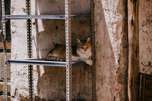 Gato naranja durmiendo a la sombra sobre una estantería metalica photo