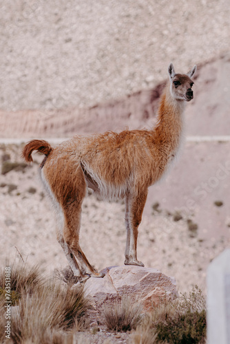 guanaco standing on stone in the Andes mountain range surrounded by scenic landscape in the Argentine province of Jujuy