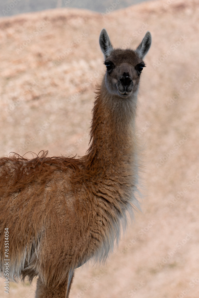 guanaco close up in the Andes mountain range surrounded by scenic landscape in the Argentine province of Jujuy guanaco close up in the Andes mountain range surrounded by scenic landscape in the Argentine province of Jujuy
