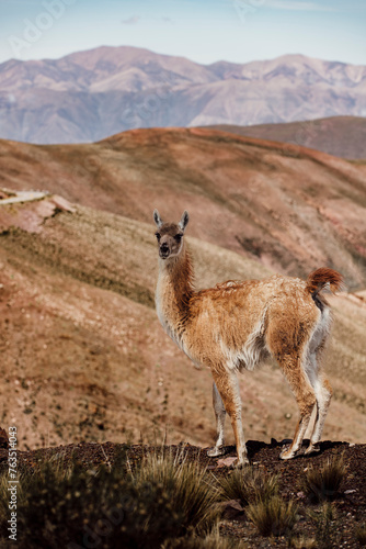 guanaco in the Andes mountain range surrounded by scenic landscape in the Argentine province of Jujuy