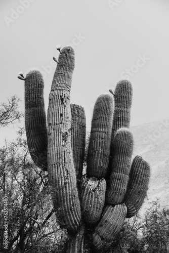 A huge specimen of cardon cactus, Pachycereus pringlei,  flowered in the Andes mountain range, Jujuy, Argentina. photo