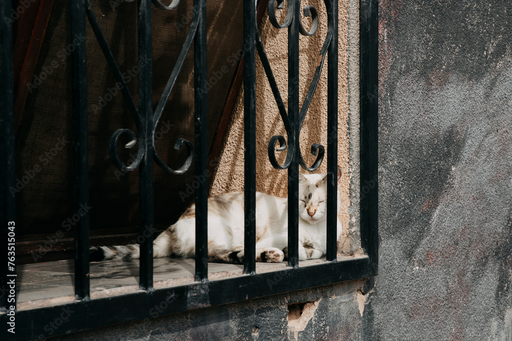 Gato durmiendo la siesta al sol en una ventana