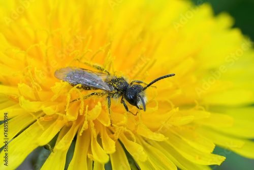 Closeup on male red-bellied miner mining bee, Andrena ventralis