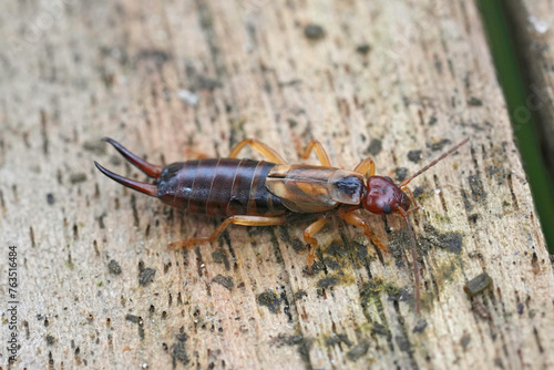 Closeup on a European earwig, Forficula auricularia sitting on wood
