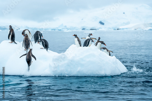 Group of Gentoo penguins jumping around an ice berg in Antarctica